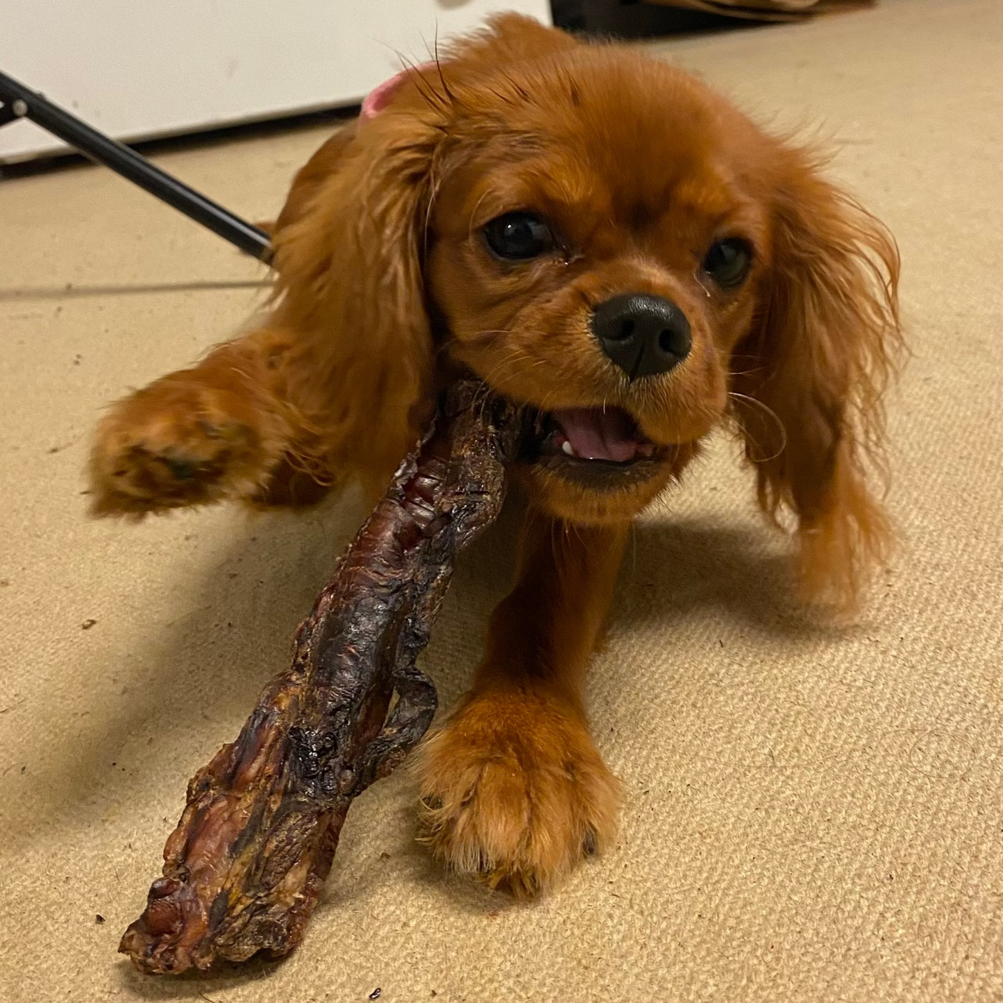 Dog holding a bone on a carpeted floor