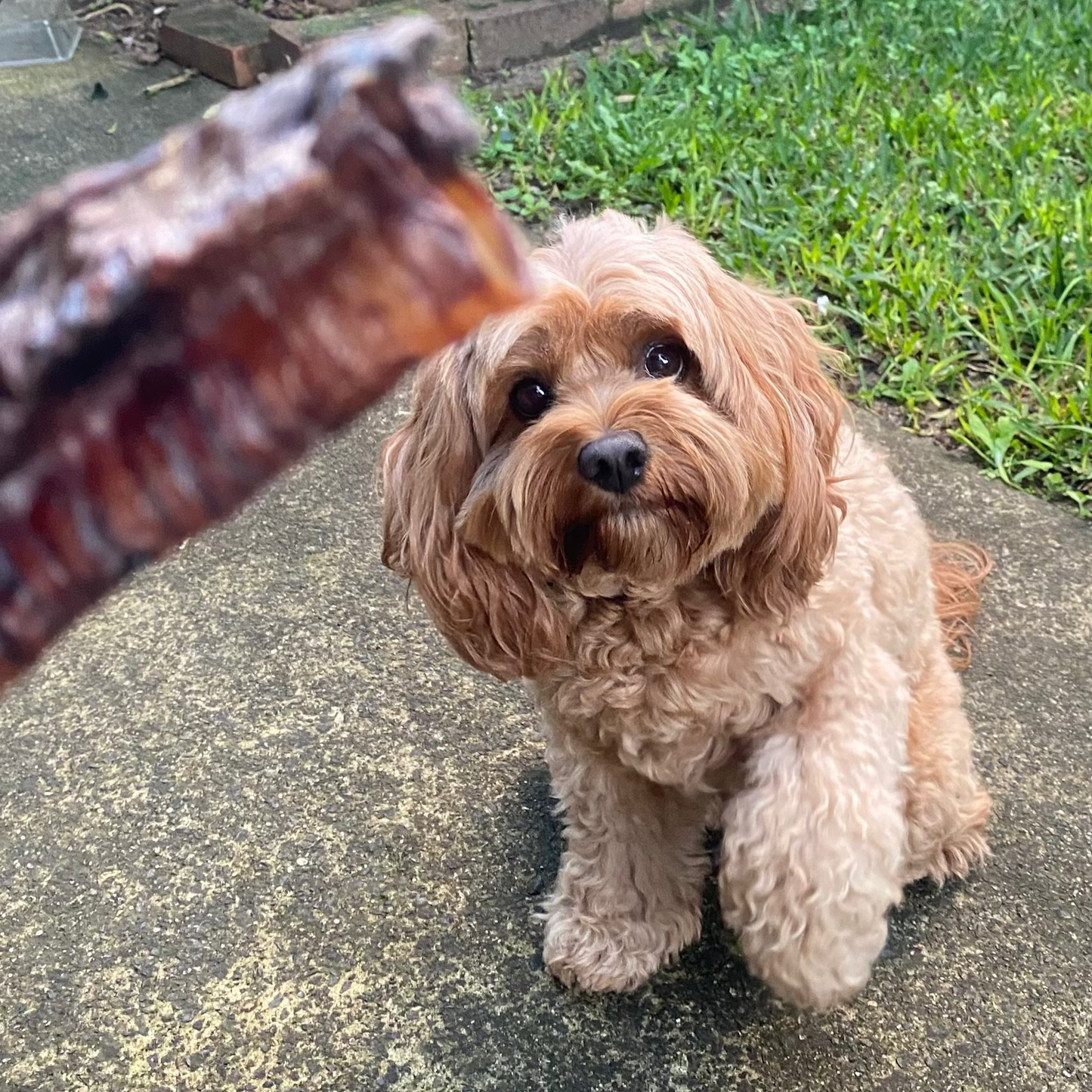 Roo Chews
