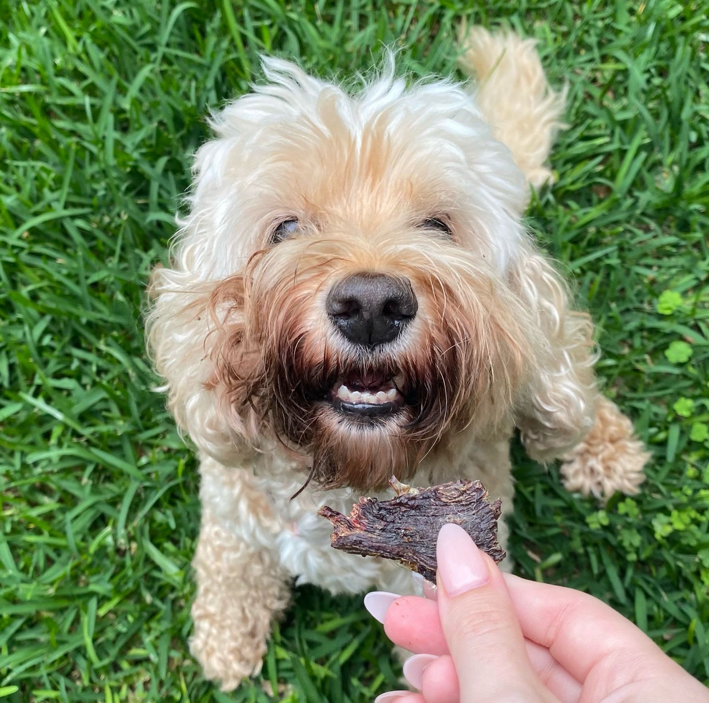 Air-Dried Roo Treats